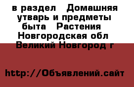  в раздел : Домашняя утварь и предметы быта » Растения . Новгородская обл.,Великий Новгород г.